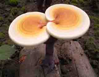 ��֥��ΪҩƷΪʲô���Խ�������г���