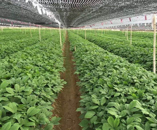 ����ε��������ֲ�״��