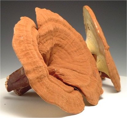 �������ձ�����桷�������߻���֥