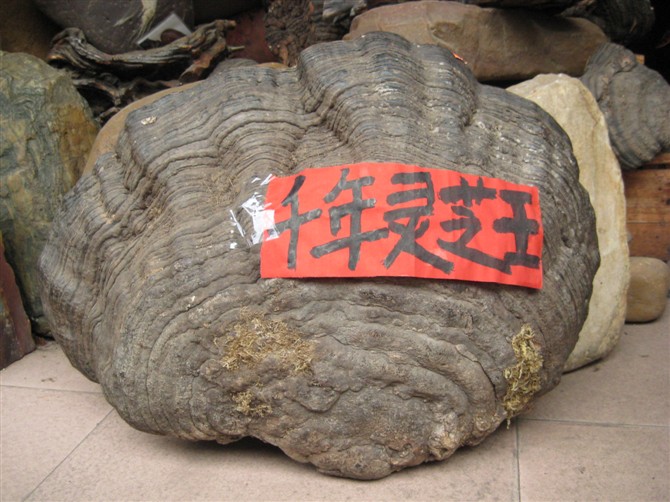 ǧ����֥&�˹�������֥���ָ���ҩЧ