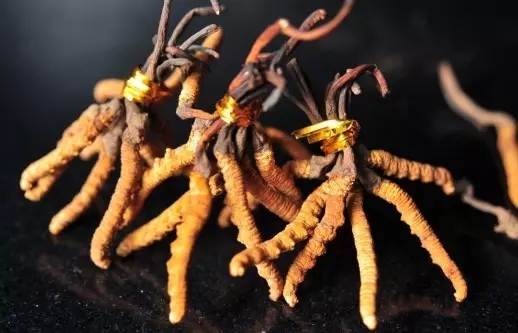 �й���ݲ�ҵ�����������˶����Ĳ�רҵίԱ�����