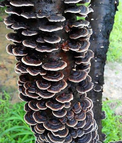 层叠的灵芝蘑菇