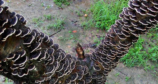 �Ͼ�һ��԰�ھ��ֲ��������֥����֥Ģ��