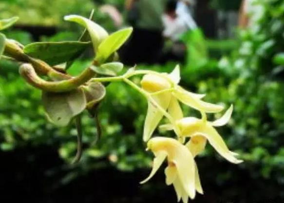 ��֥��Ʒչ�����ϡ�������ʯ������ע