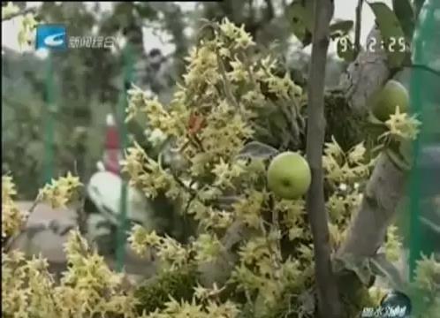 灵芝大会—石斛鲜条 灵芝大会—石斛鲜条