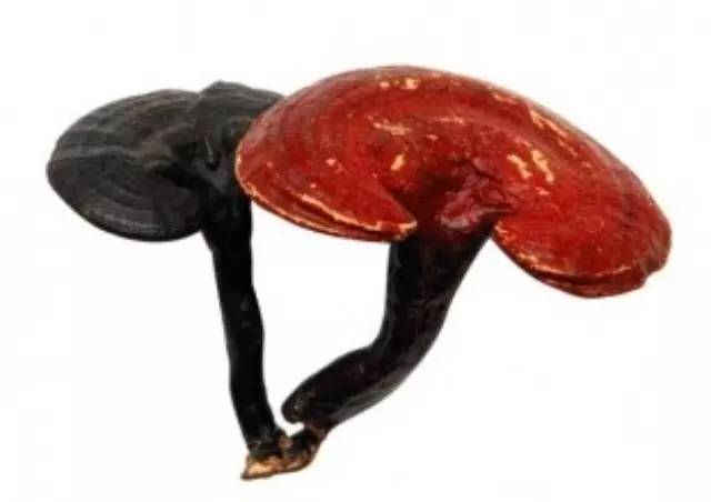 ��֥�Ĺ�Ч��������֪�����٣�