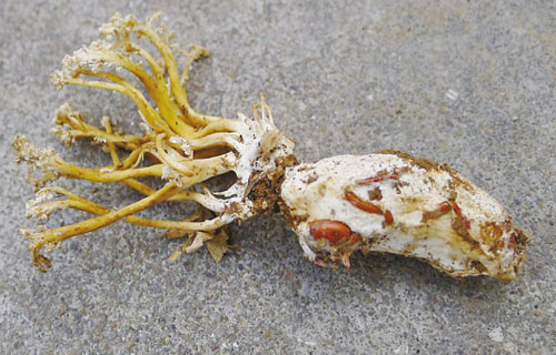 ���������101�ʡ������Ķ����Ĳݲ���