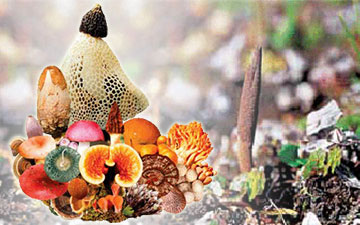 ʳҩ�þ��ΰٲ����ִ����Ĺ�Ч����