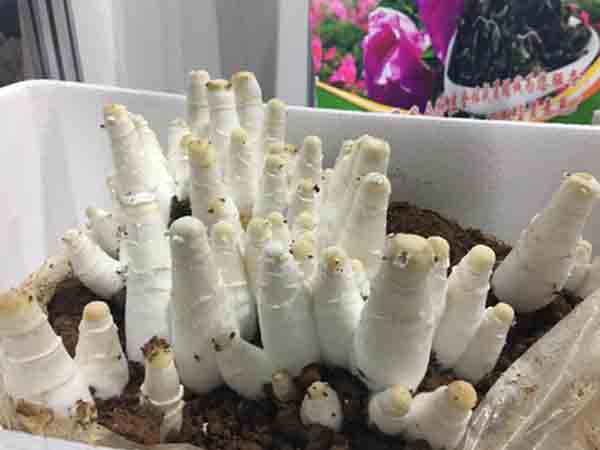 ʳÓþú²ÎÕ¹ÆóҵչʾµÄ¶´ÔÔ¼¦Íȹ½