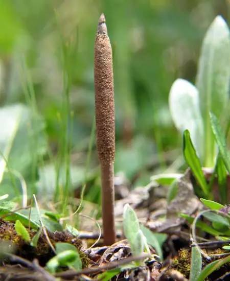 �����Ĳ�