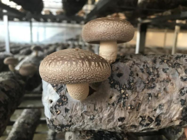 �㹽��Ʒ�֡�����215��